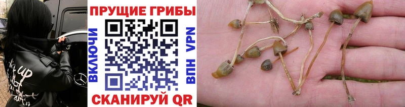 сайты даркнета Telegram  Усть-Илимск  Галлюциногенные грибы Cubensis 